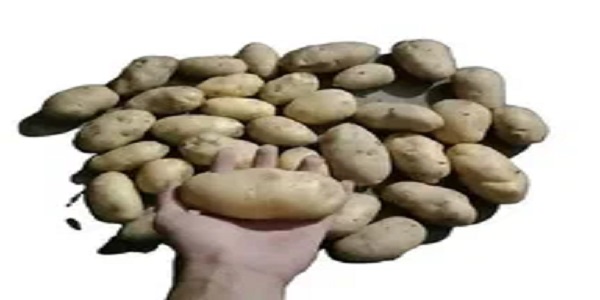 تصویر 2 از قیمت سیب زمینی اردبیلی + پخش تولیدی عمده کارخانه